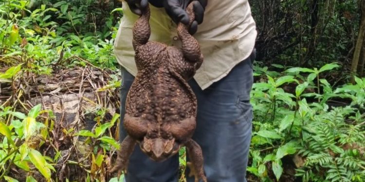 Avustralya’da normalin 6 katı büyüklüğünde dev kurbağa bulundu