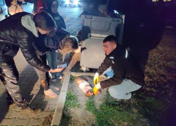 Bursa’da bir kadının 6 ayda 6 kedisi öldürüldü