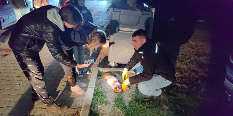 Bursa’da bir kadının 6 ayda 6 kedisi öldürüldü