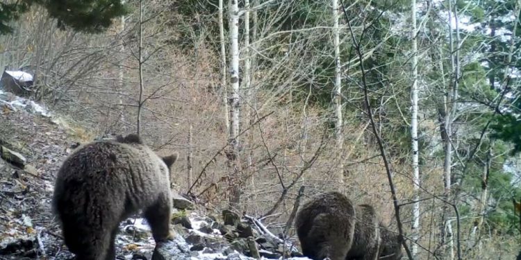 Hava sıcaklıkları bazı hayvan ırklarını yok edebilir