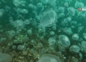 İstanbul Boğazı’nda denizanası yoğunluğu kamerada