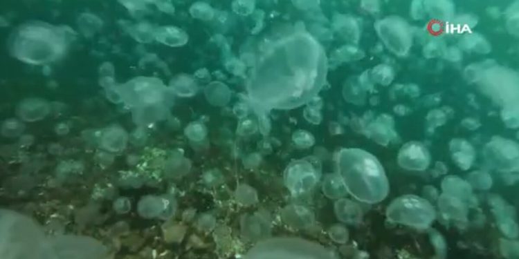 İstanbul Boğazı’nda denizanası yoğunluğu kamerada