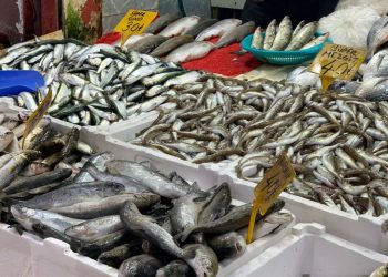 Karadeniz’de havaların soğumasıyla tezgahlar balıkla doldu