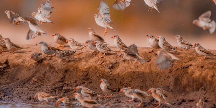 Kenya hükümeti, 6 milyon kırmızı gagalı quelea kuşunu öldürecek