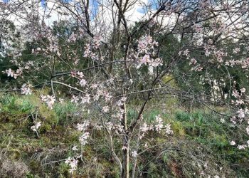 Muğla’da badem ağaçları çicek açtı
