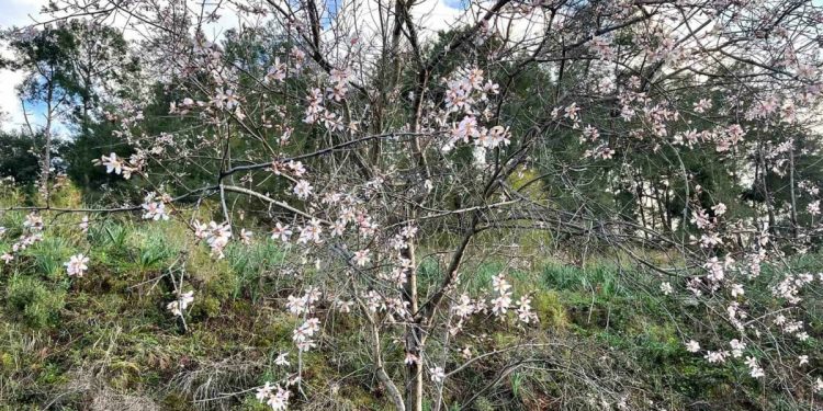 Muğla’da badem ağaçları çicek açtı