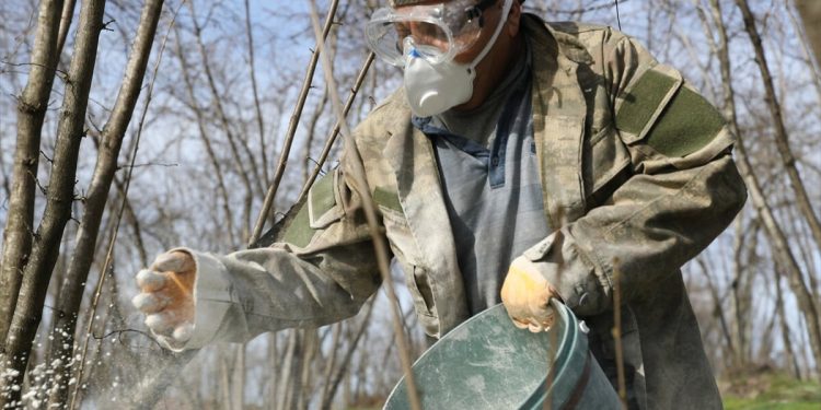Sakarya’da fındıktaki asitle granül kireçle mücadelesi