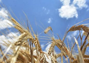 Tarımsal girdi fiyat endeksi kasımda arttı