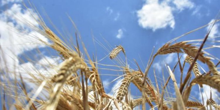 Tarımsal girdi fiyat endeksi kasımda arttı