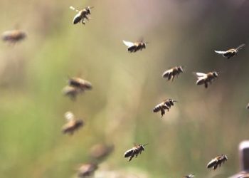 Türkiye’nin ‘arıcılık haritası’ çıktı