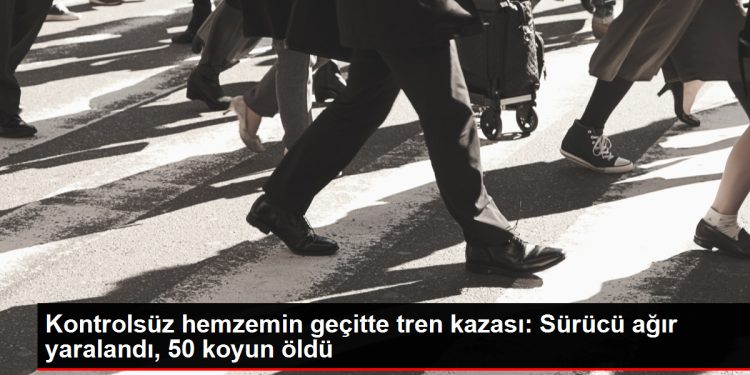 Kontrolsüz hemzemin geçitte tren kazası: Sürücü ağır yaralandı, 50 koyun öldü